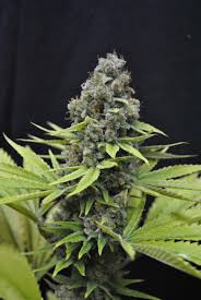 CBD Shark - CBD CREW | TanieSianie.pl