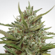 Auto White Berry - PARADISE SEEDS | TanieSianie.pl