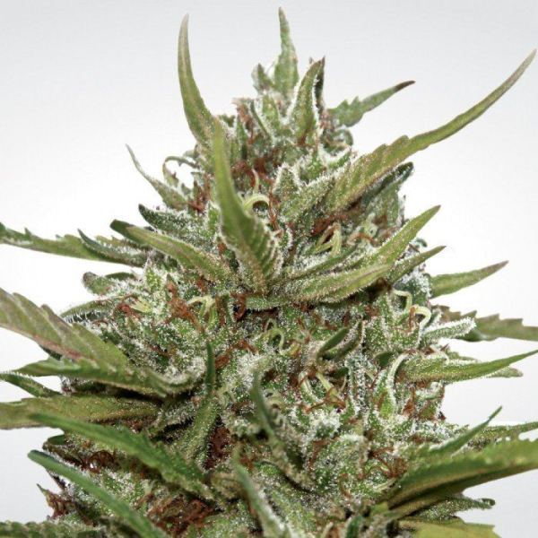 Auto White Berry - PARADISE SEEDS | TanieSianie.pl