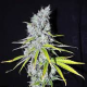 CBD Skunk Haze - CBD CREW | TanieSianie.pl