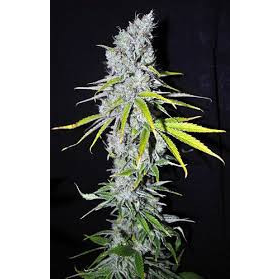 CBD Skunk Haze - CBD CREW | TanieSianie.pl