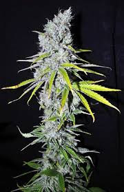 CBD Skunk Haze - CBD CREW | TanieSianie.pl