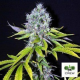 CBD Yummy - CBD CREW | TanieSianie.pl