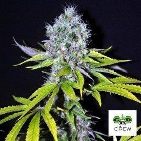 CBD Yummy - CBD CREW | TanieSianie.pl