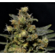 A K - CBD Seeds | TanieSianie.pl