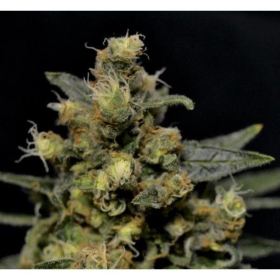 A K - CBD Seeds | TanieSianie.pl