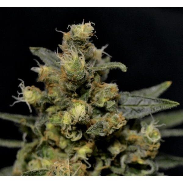 A K - CBD Seeds | TanieSianie.pl