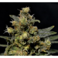 A K - CBD Seeds