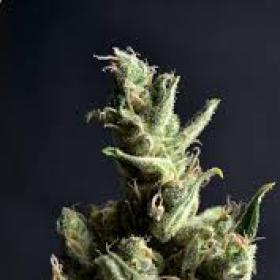 Amnesia - CBD Seeds | TanieSianie.pl