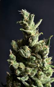 Amnesia - CBD Seeds | TanieSianie.pl