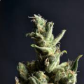 Amnesia - CBD Seeds