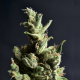 CBD Amnesia - CBD Seeds | TanieSianie.pl
