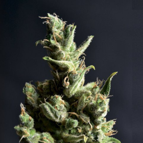 CBD Amnesia - CBD Seeds | TanieSianie.pl