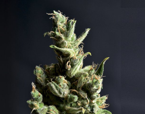 CBD Amnesia - CBD Seeds | TanieSianie.pl