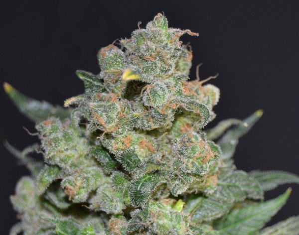 Cheese - CBD Seeds | TanieSianie.pl