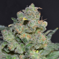 Cheese - CBD Seeds