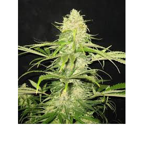 Critical - CBD Seeds | TanieSianie.pl