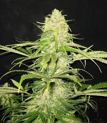 Critical - CBD Seeds | TanieSianie.pl