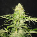 Critical - CBD Seeds