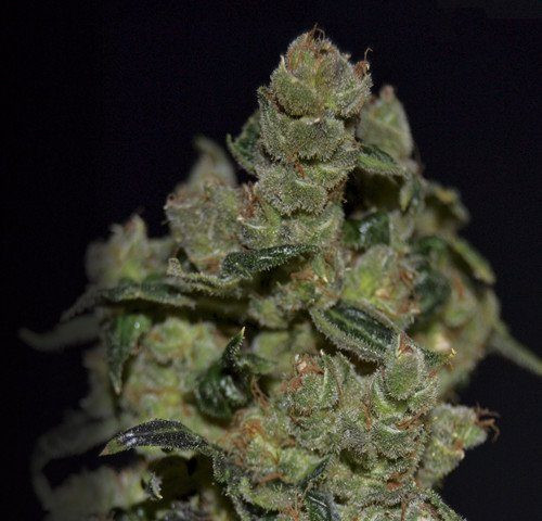 Diesel - CBD Seeds | TanieSianie.pl