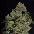 Diesel - CBD Seeds