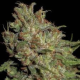 Domina - CBD Seeds | TanieSianie.pl