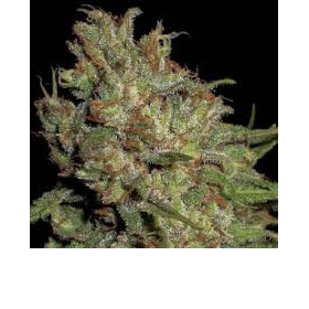 Domina - CBD Seeds | TanieSianie.pl