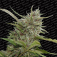 Auto White Berry - PARADISE SEEDS | TanieSianie.pl