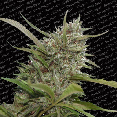 Auto White Berry - PARADISE SEEDS | TanieSianie.pl