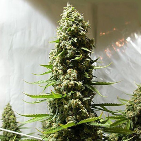White Russian Auto | TanieSianie.pl