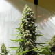White Russian Auto | TanieSianie.pl