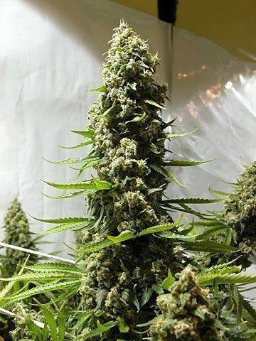 White Russian Auto | TanieSianie.pl