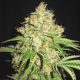 White Russian Auto | TanieSianie.pl