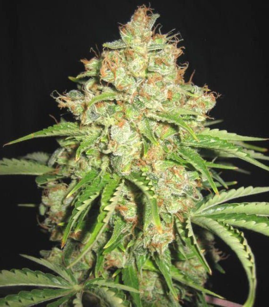 White Russian Auto | TanieSianie.pl