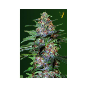 Auto Caramelino - Victory Seeds | TanieSianie.pl