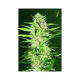 Auto Cheese - Victory Seeds | TanieSianie.pl