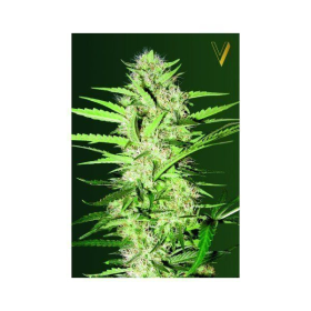 Auto Cheese - Victory Seeds | TanieSianie.pl
