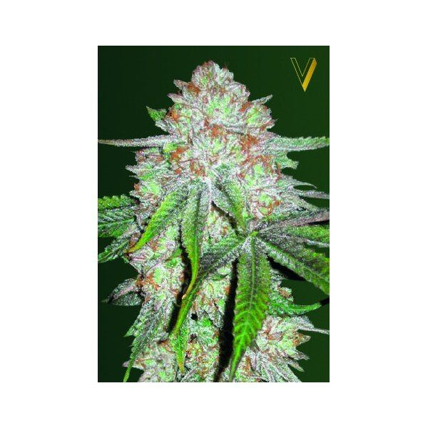 Auto Chocolope - Victory Seeds | TanieSianie.pl