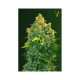 Auto Chronic XXL - Victory Seeds | TanieSianie.pl