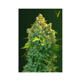 Auto Chronic XXL - Victory Seeds | TanieSianie.pl