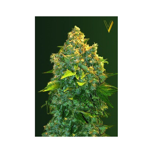Auto Chronic XXL - Victory Seeds | TanieSianie.pl