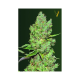 Auto Critical - Victory Seeds | TanieSianie.pl