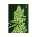 Auto Critical - Victory Seeds