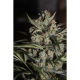 Auto White Berry - PARADISE SEEDS | TanieSianie.pl