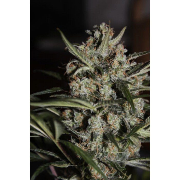 Auto White Berry - PARADISE SEEDS | TanieSianie.pl
