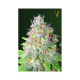 Auto Great White Shark - Victory Seeds | TanieSianie.pl