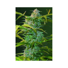Auto Heaven - Victory Seeds | TanieSianie.pl