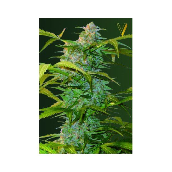 Auto Heaven - Victory Seeds | TanieSianie.pl