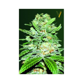 Auto Jack Herer - Victory Seeds | TanieSianie.pl