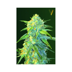 Auto Northern Light - Victory Seeds | TanieSianie.pl